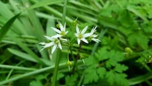 May in my garden * Wild garlic