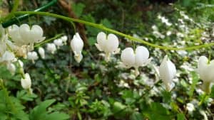 May in my garden * Dicentra