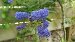 May in my garden * Ceanothus