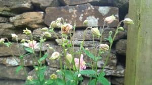May in my garden * Aquilegia