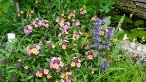 May in my garden * Wallflower and ajuga