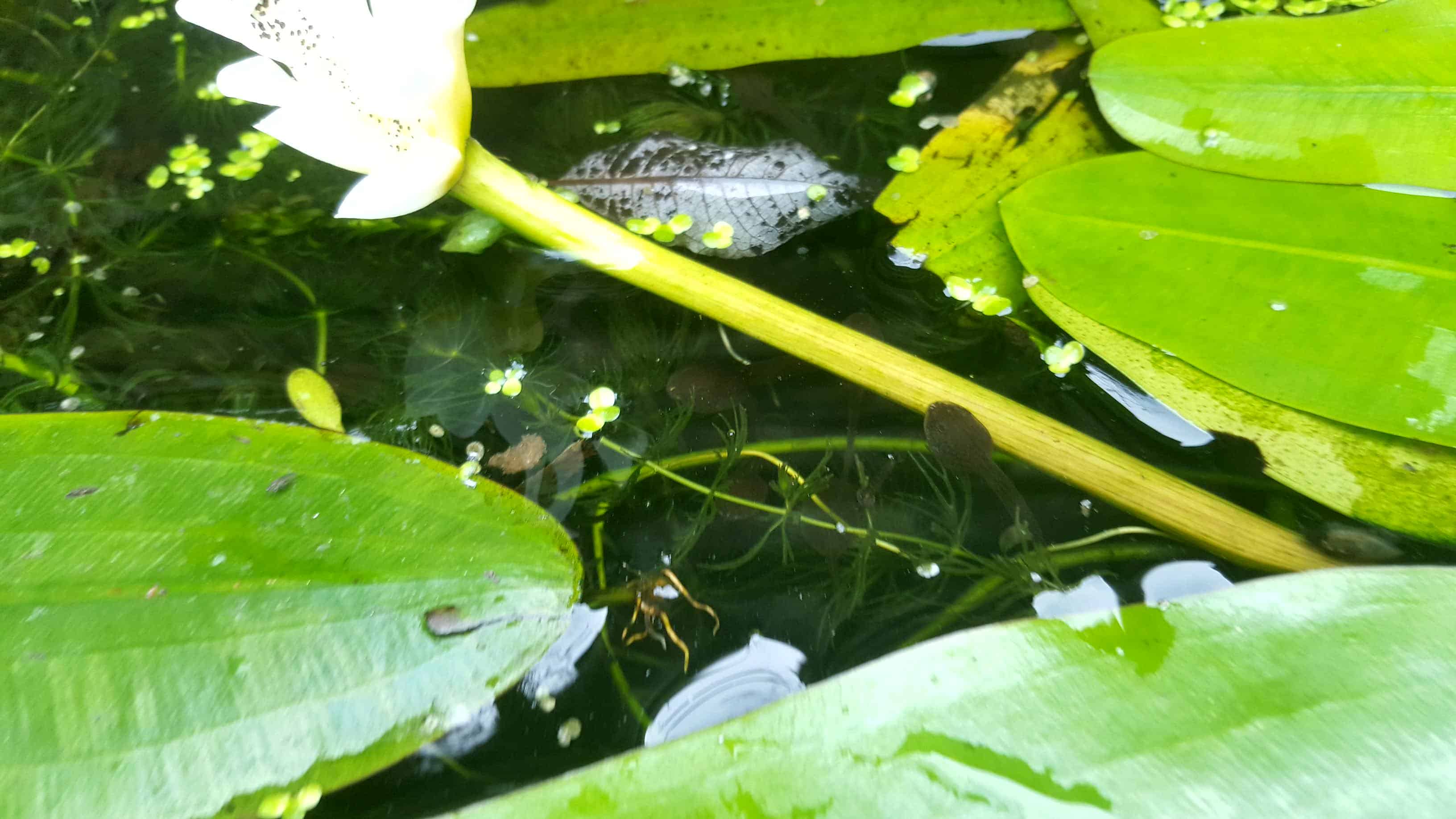 May in my garden * May-in-my-garden - tadpoles
