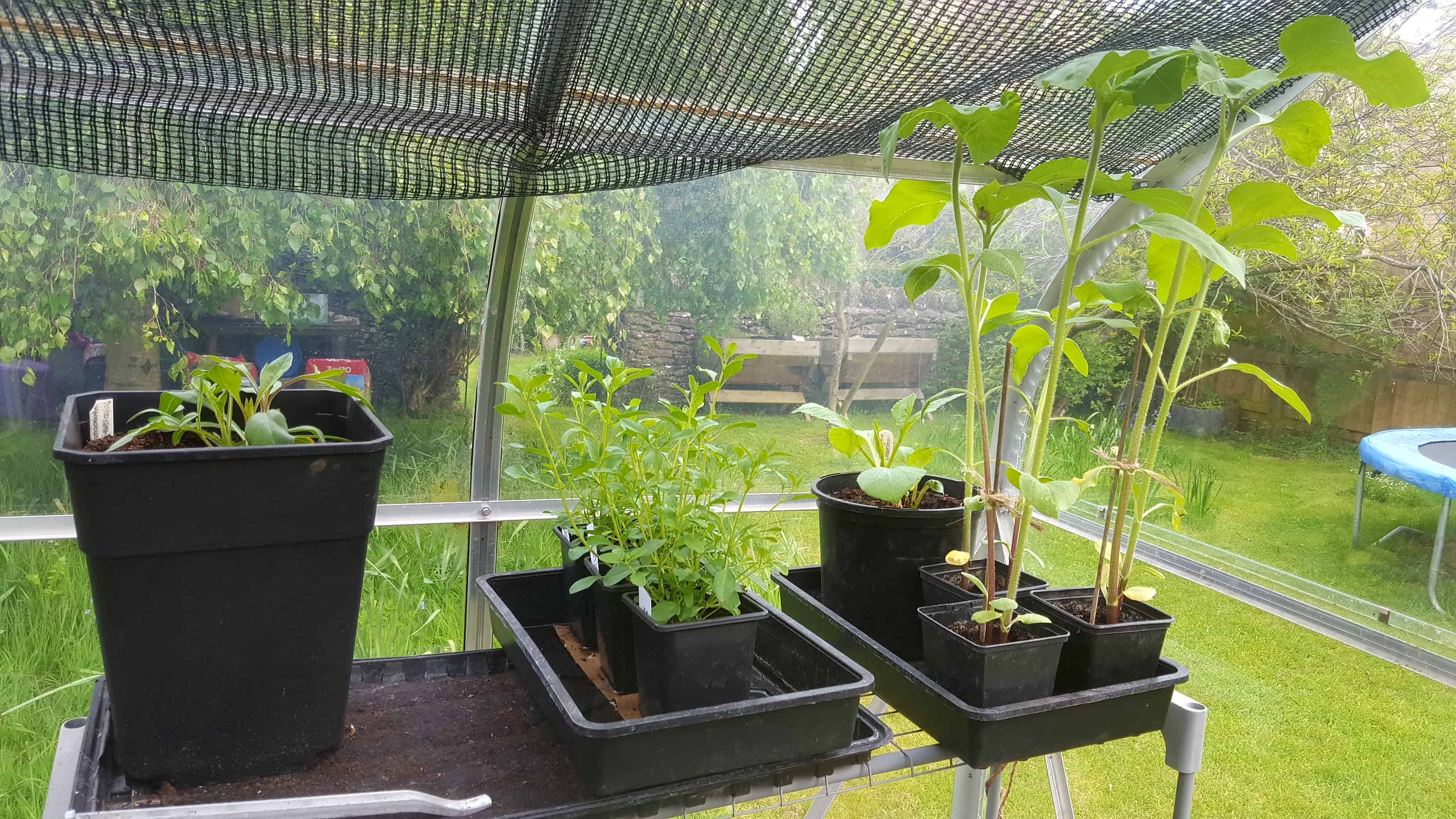 May in my garden * Chocolate cosmos, salvias, sunflowers