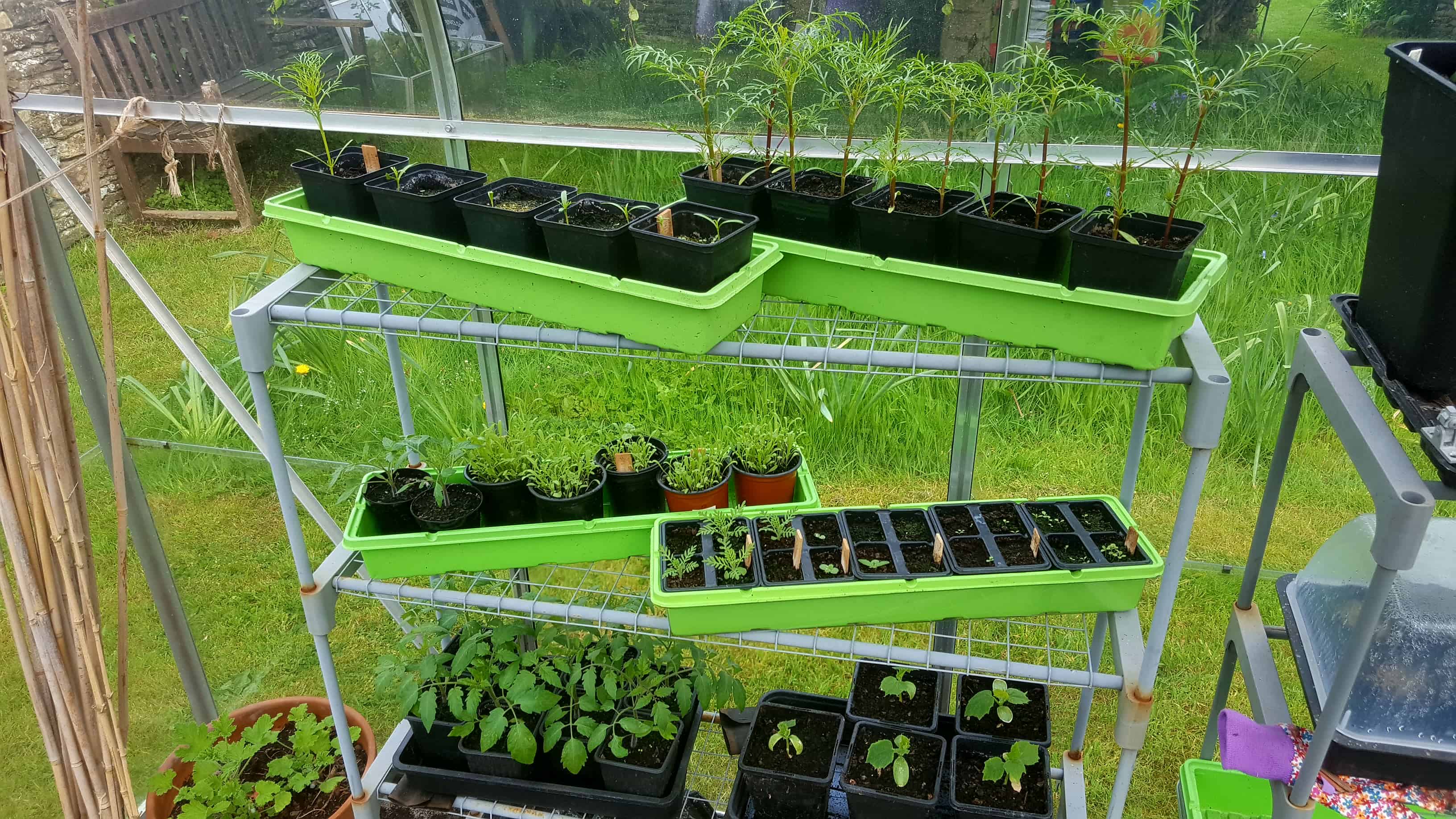 May in my garden * Greenhouse seedlings