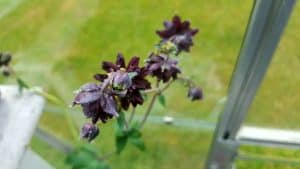 May in my garden * Aquilegia