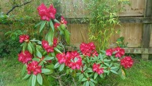 May in my garden * Rhododendron