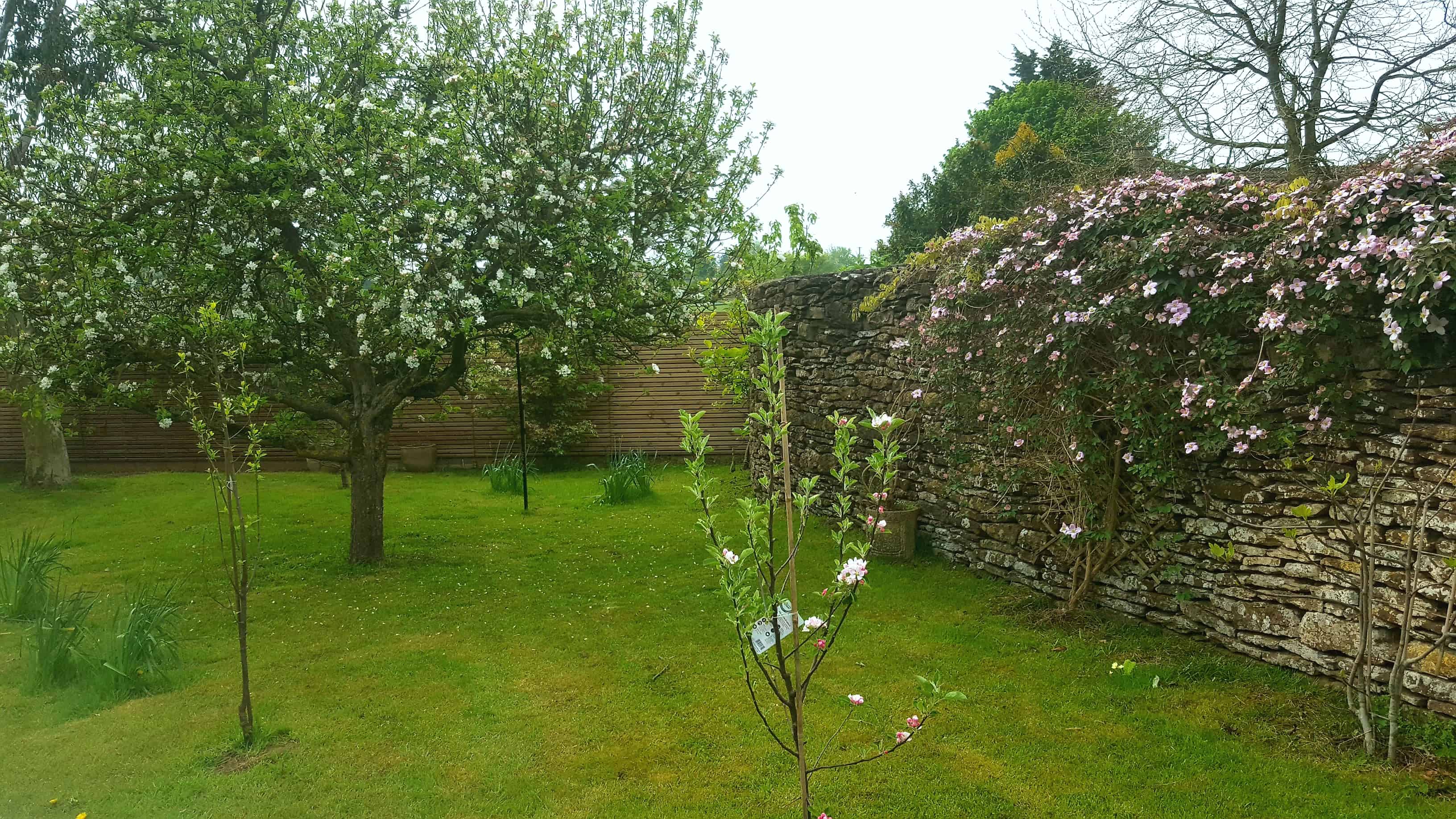 May in my garden * May-in-my-garden - orchard apples, plum, fig and clematis