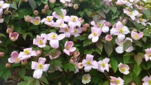 May in my garden * Clematis Montana