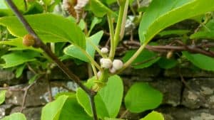May in my garden * Kiwis