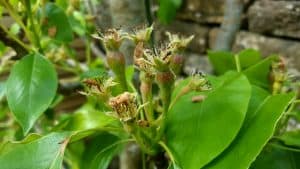 May in my garden * Pears