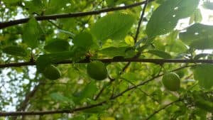 May in my garden * Damsons