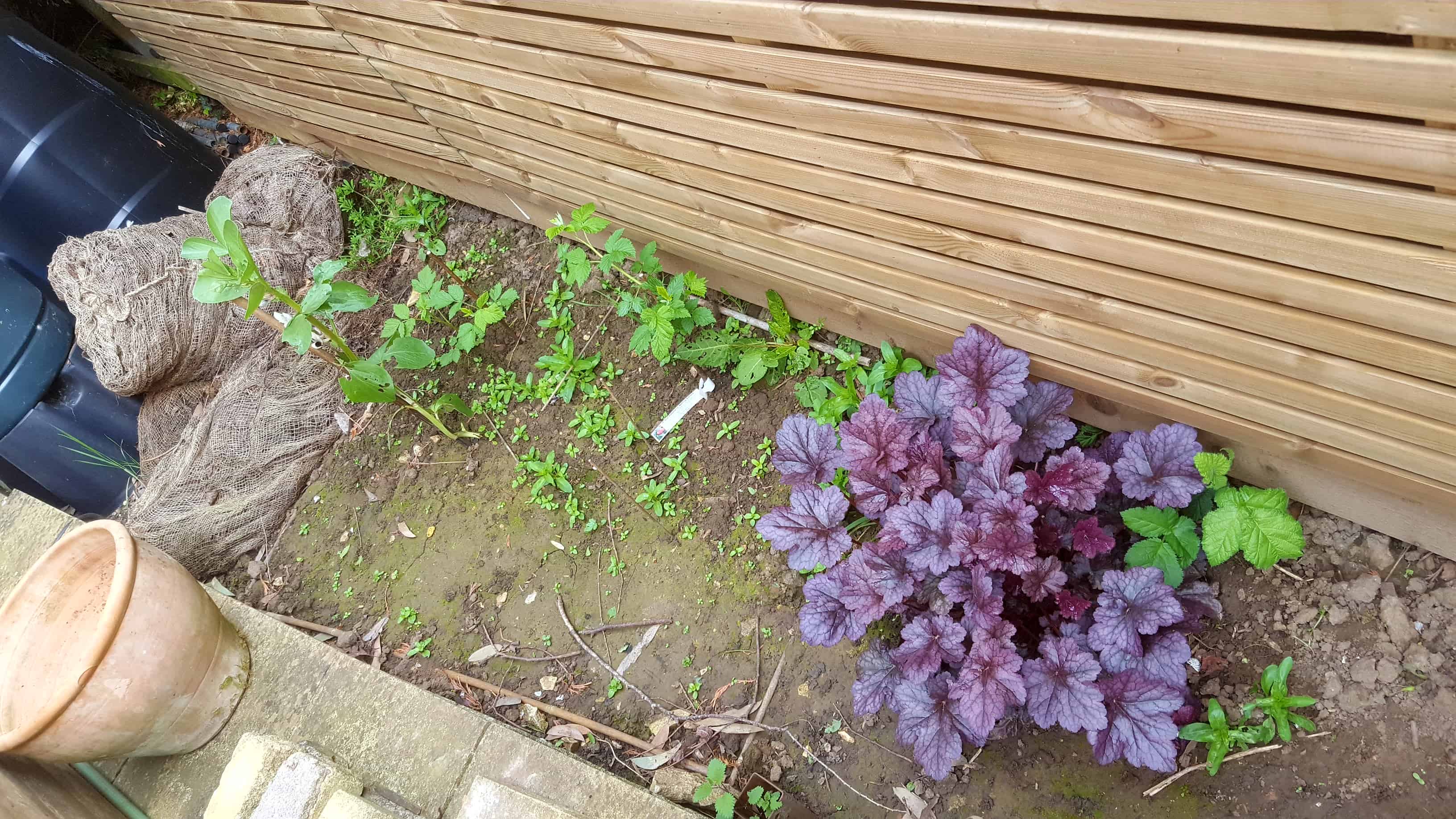 May in my garden * Raspberries and heuchara