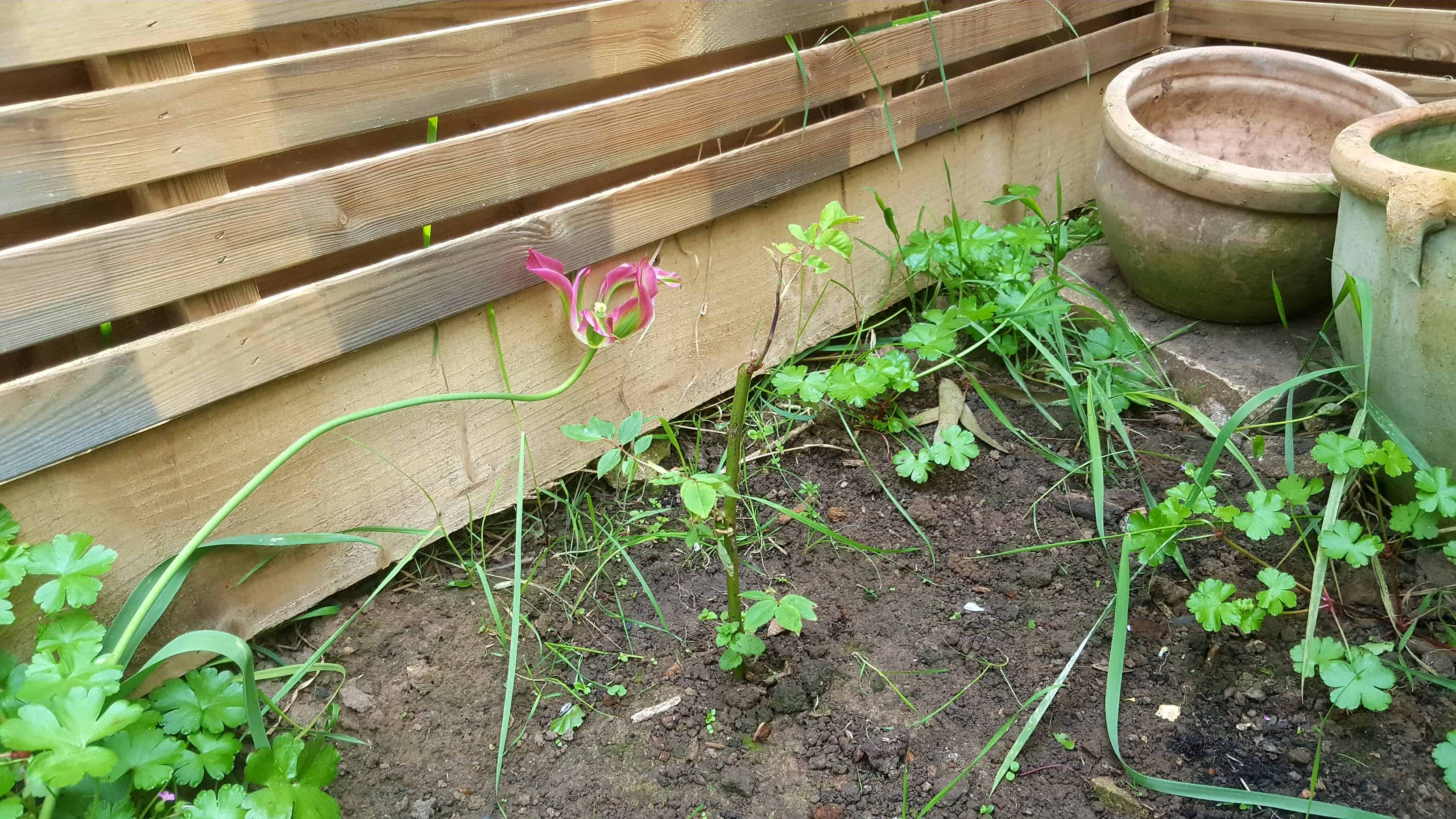 May in my garden * Rose