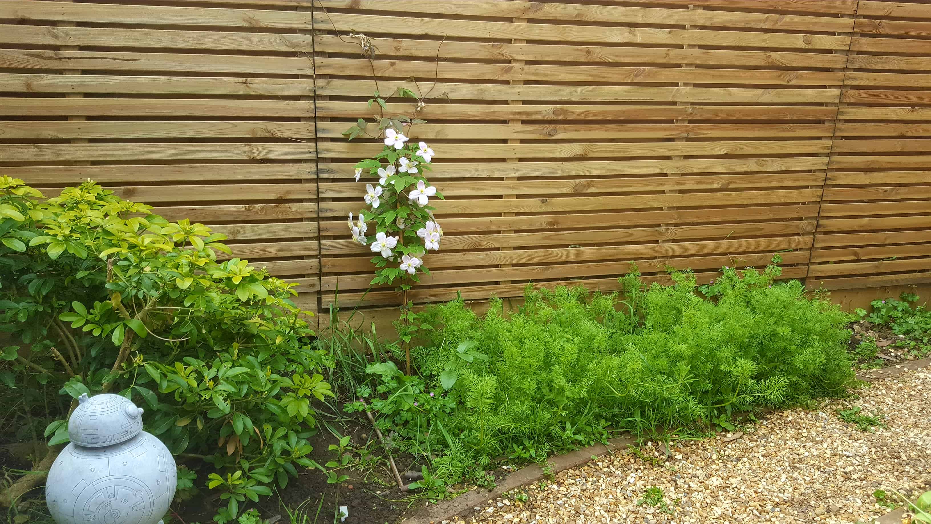 May in my garden * Clematis montana and wildflowers