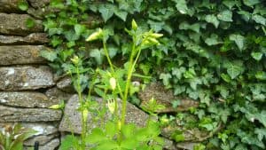 May in my garden * Aquilegia