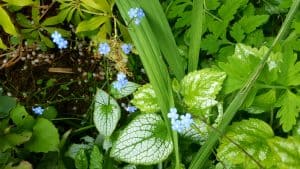 May in my garden * Brunnera Jack Frost