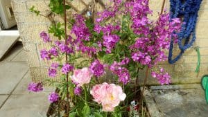 May in my garden * Stocks and tulips