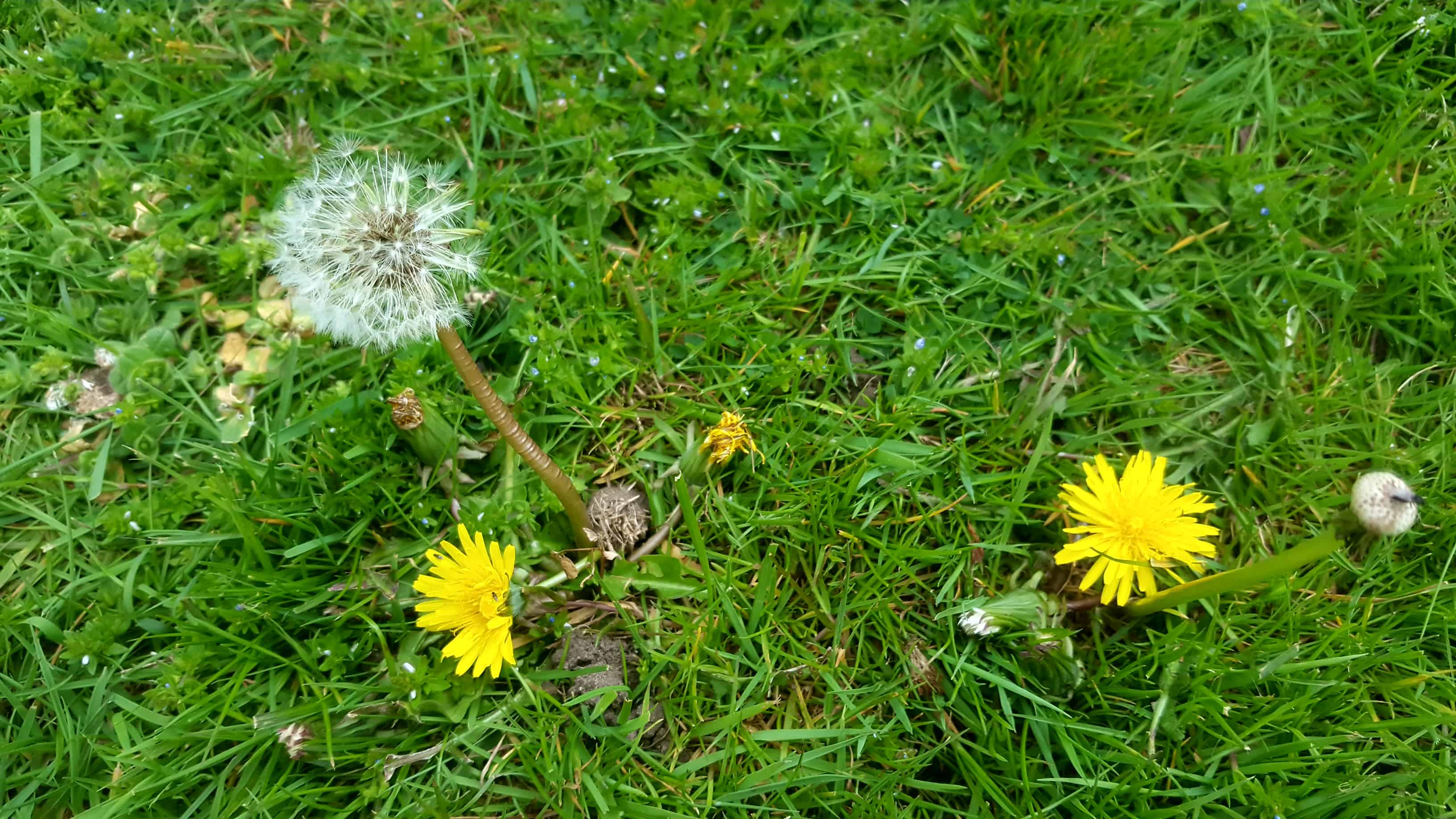 May in my garden * Dandelions