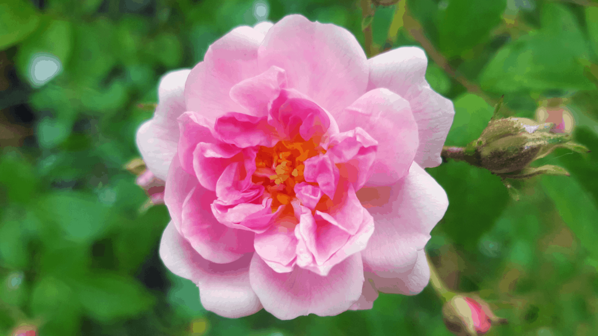 June in my garden June-in-my-garden - pauls himalayan musk rose
