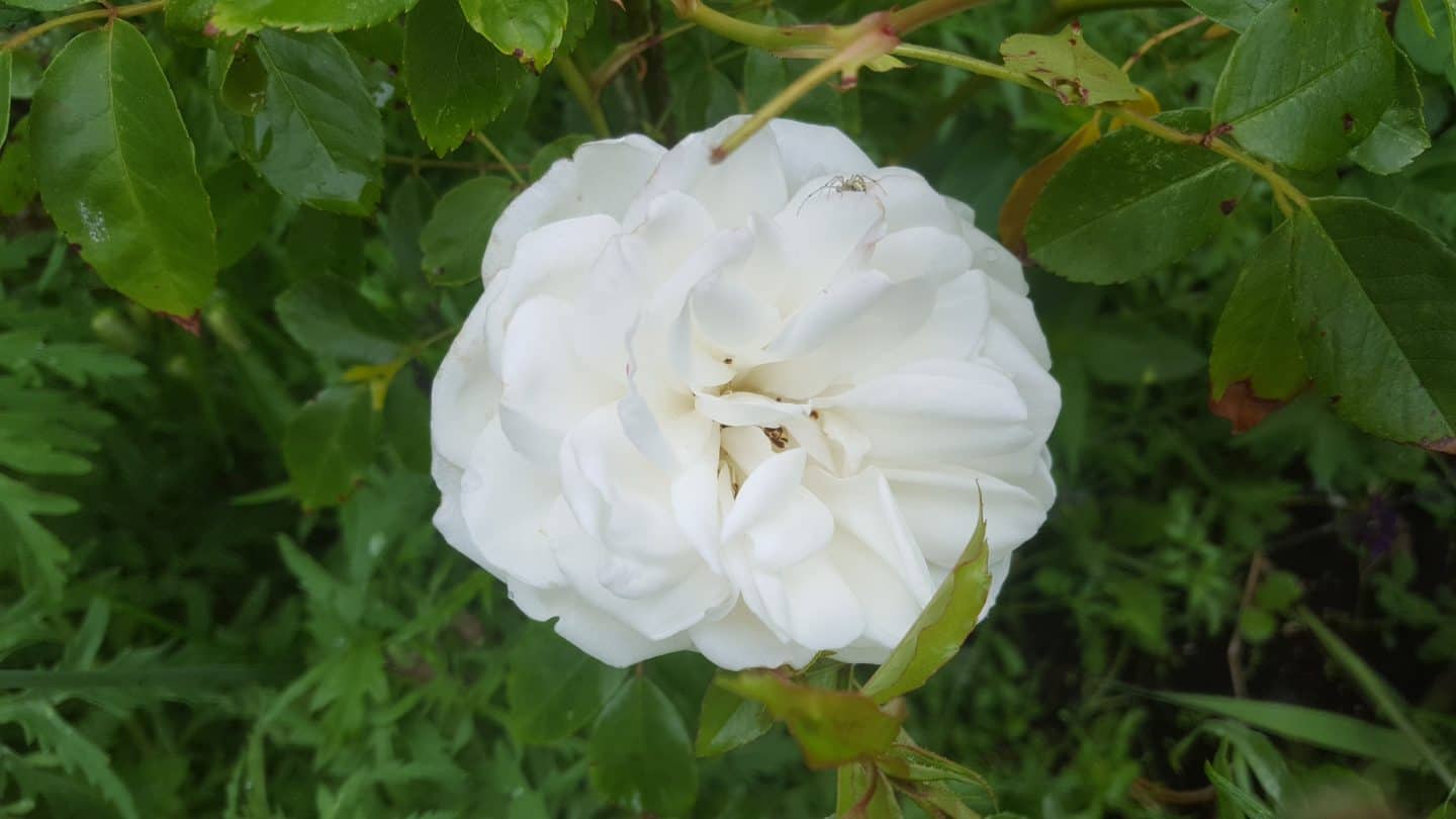 June in my garden june-in-my-garden - white climbing rose