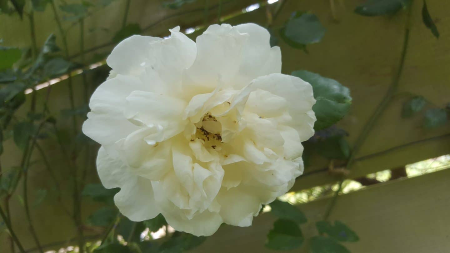 June in my garden june-in-my-garden - madame alfred carriere white rose