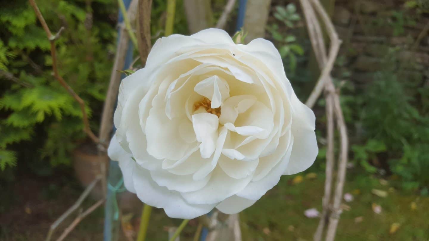 June in my garden june-in-my-garden - white rose