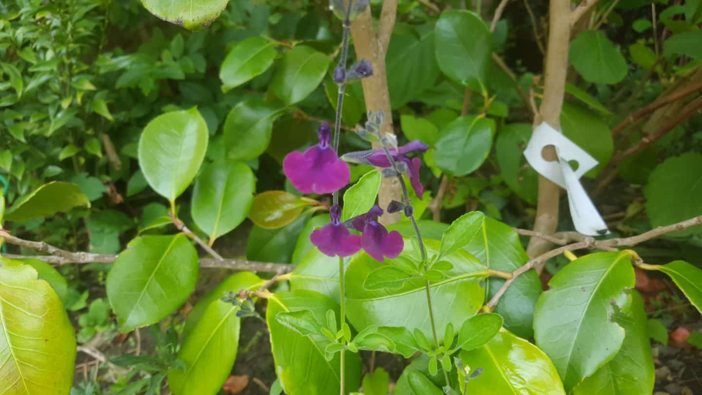 June in my garden june-in-my-garden - salvia