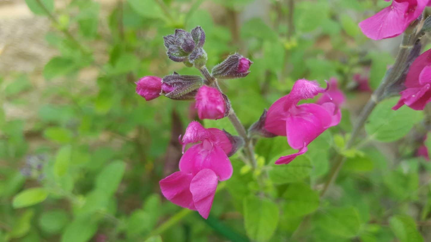 June in my garden june-in-my-garden - salvia