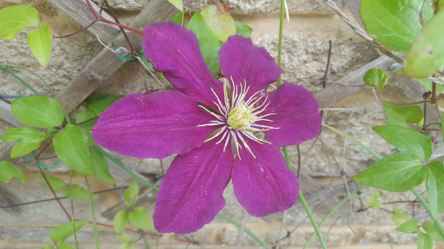 June in my garden june-in-my-garden - clematis