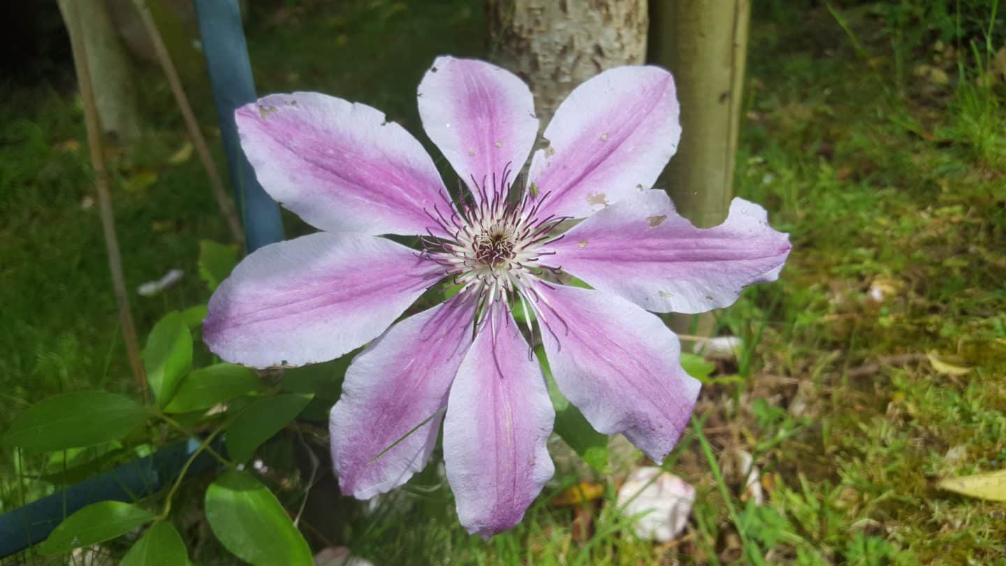 June in my garden june-in-my-garden - clematis