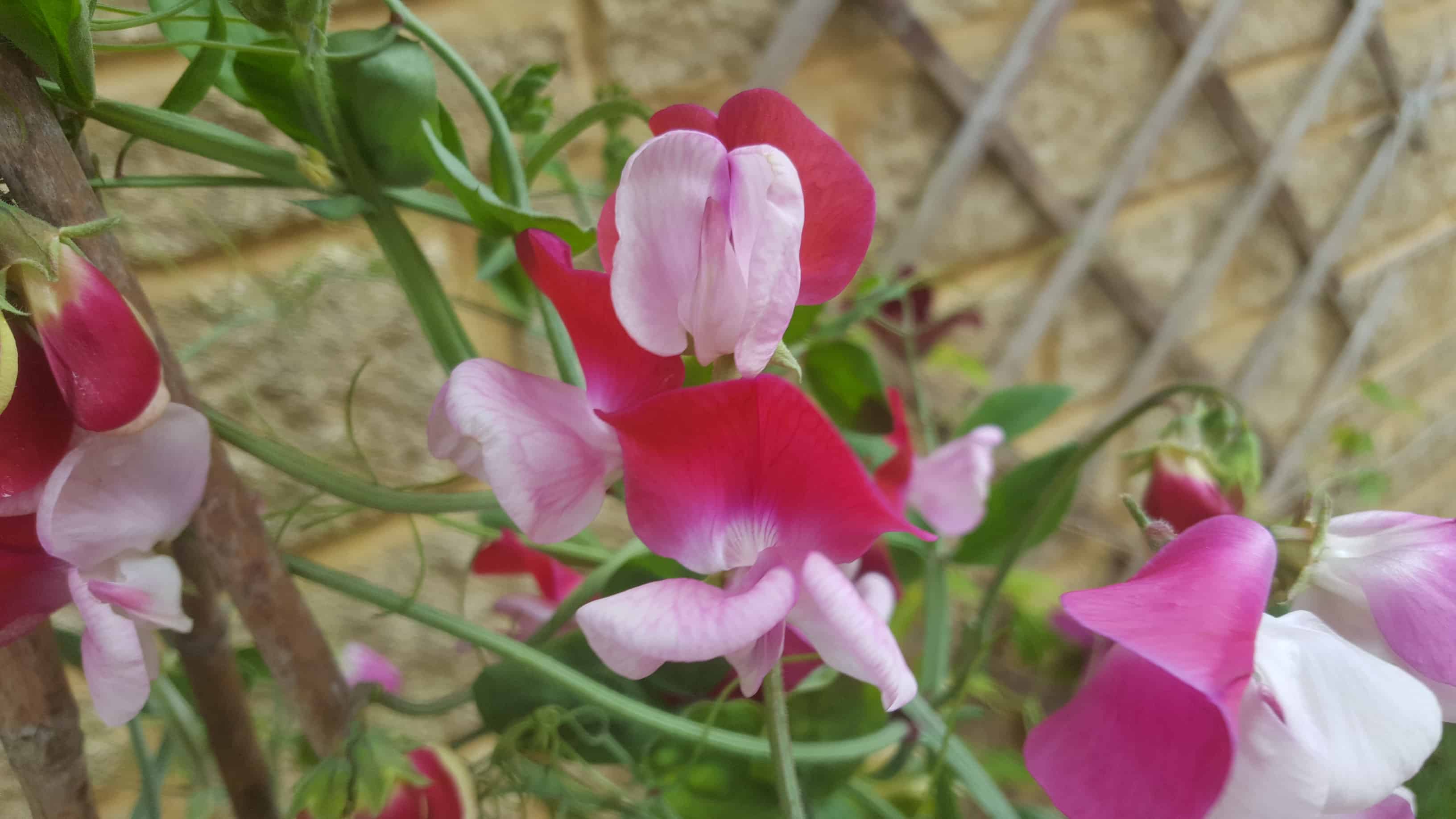 June in my garden june-in-my-garden - sweet peas