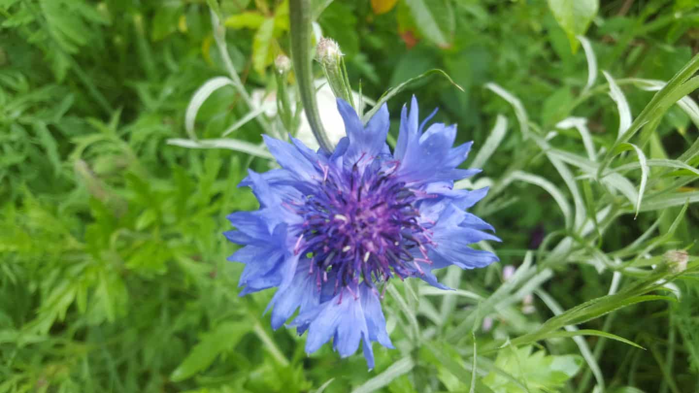 June in my garden june-in-my-garden - cornflower