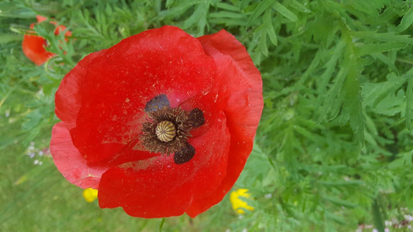 June in my garden june-in-my-garden - poppy
