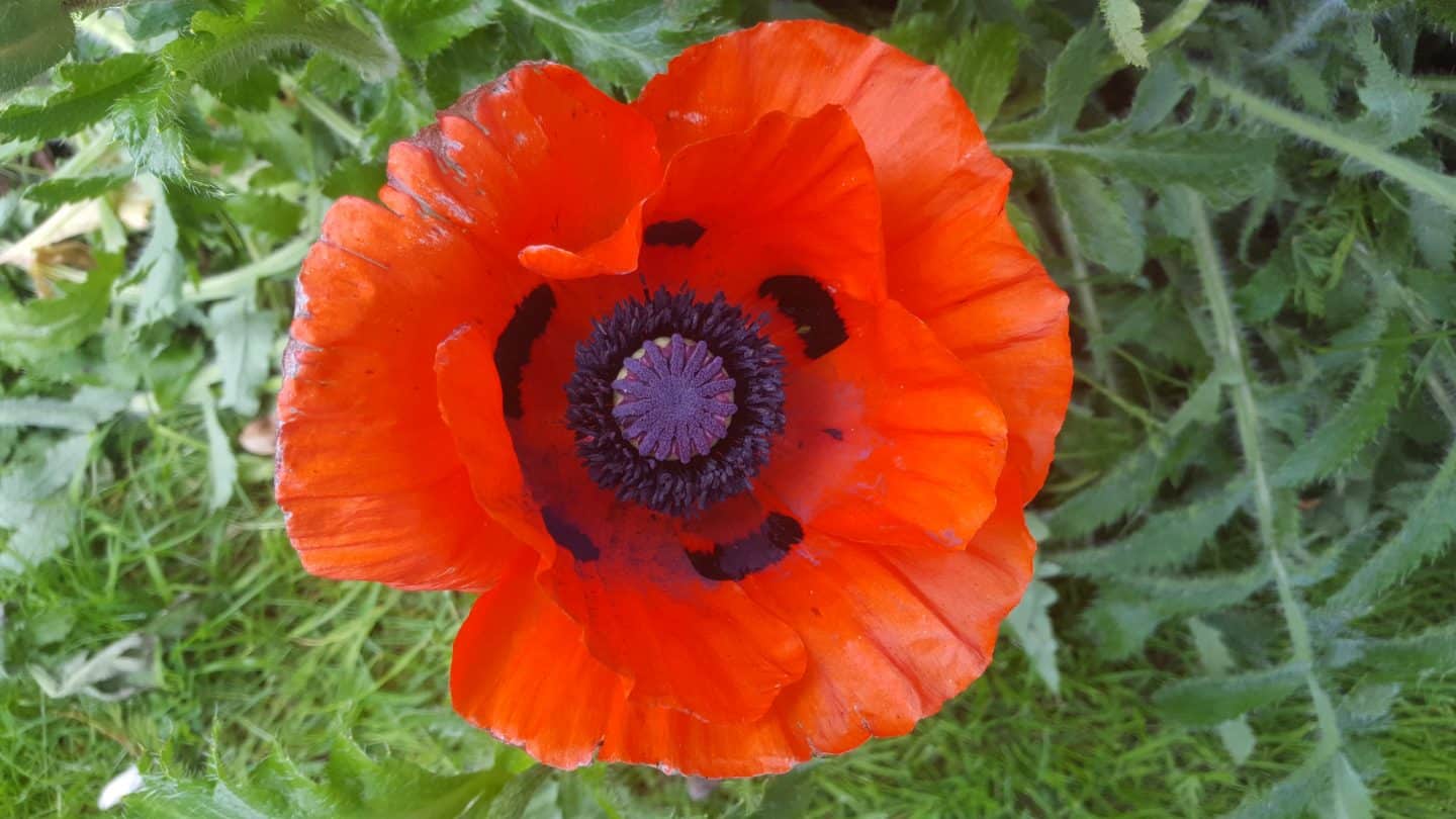 June in my garden june-in-my-garden - poppy