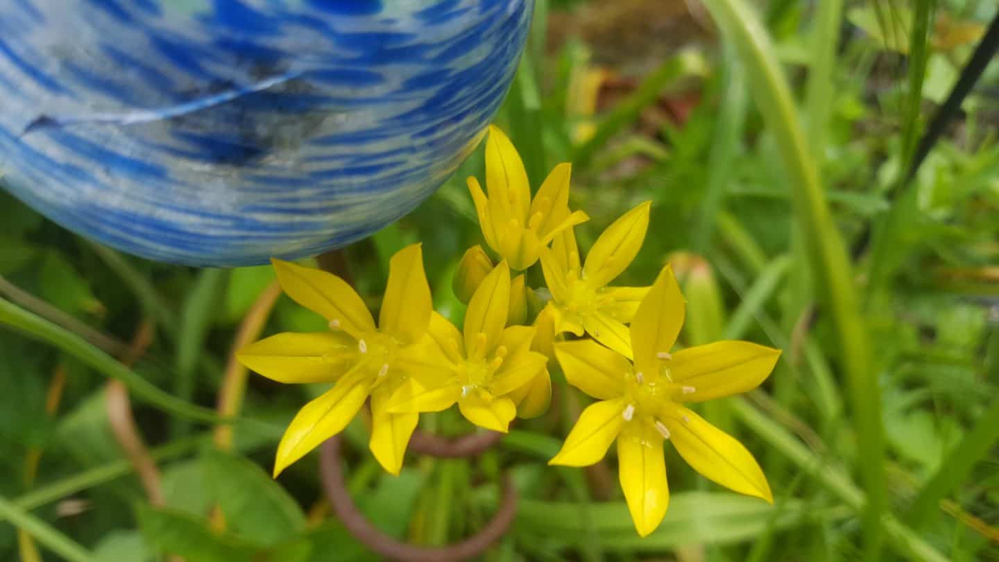 June in my garden june-in-my-garden - alliums