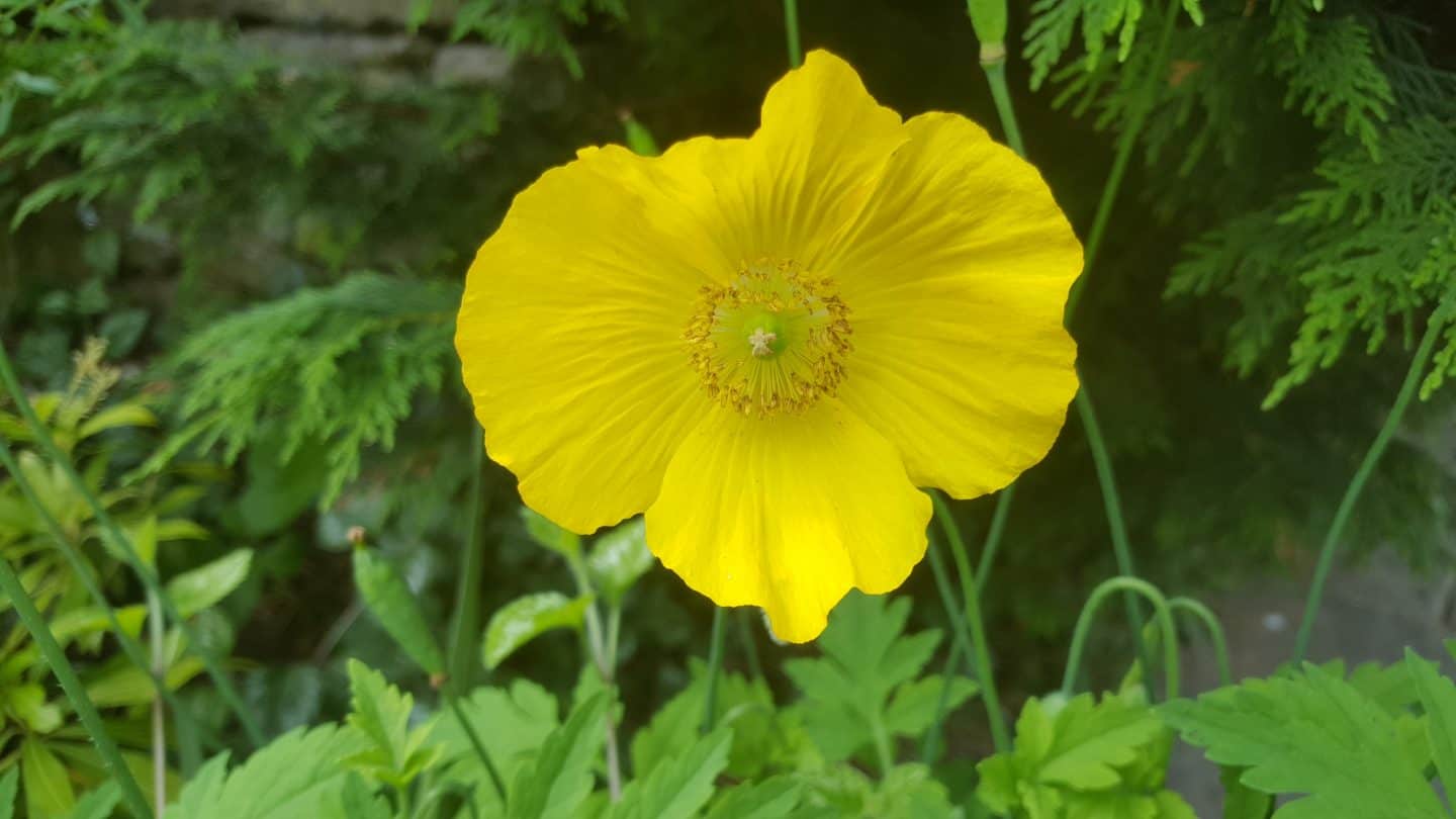 June in my garden june-in-my-garden - welsh poppy