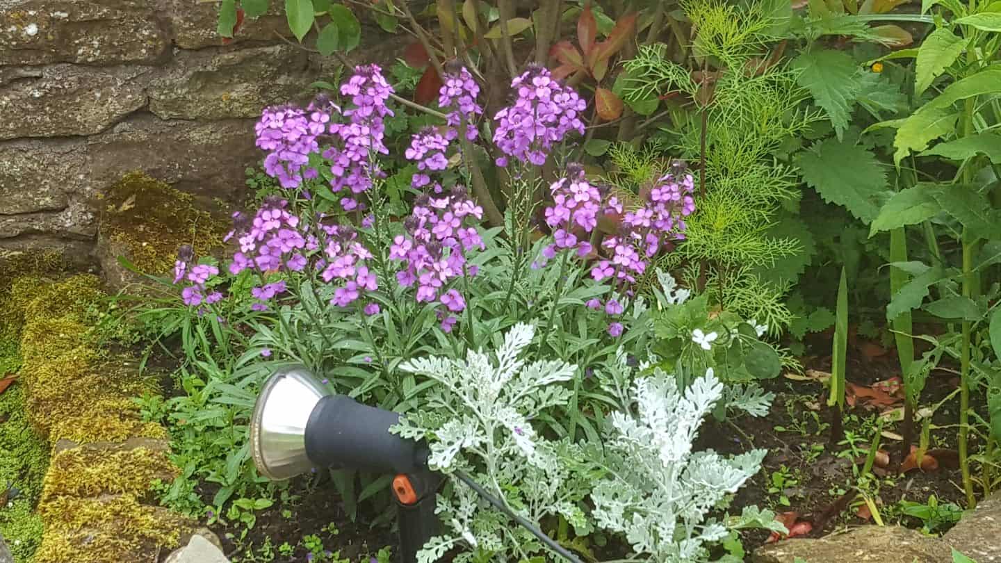 June in my garden june-in-my-garden - wallflowers