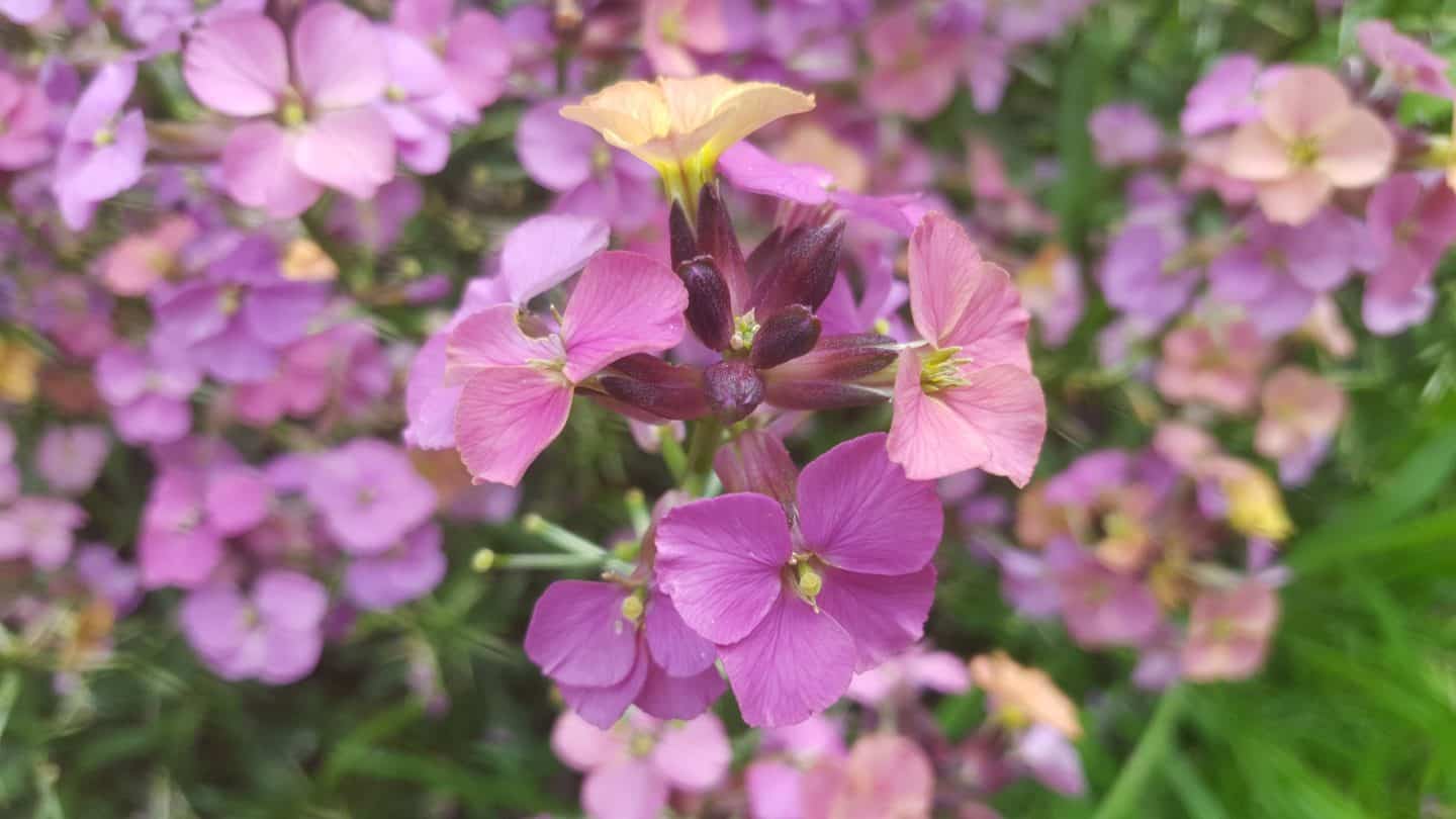 June in my garden june-in-my-garden - wallflowerss