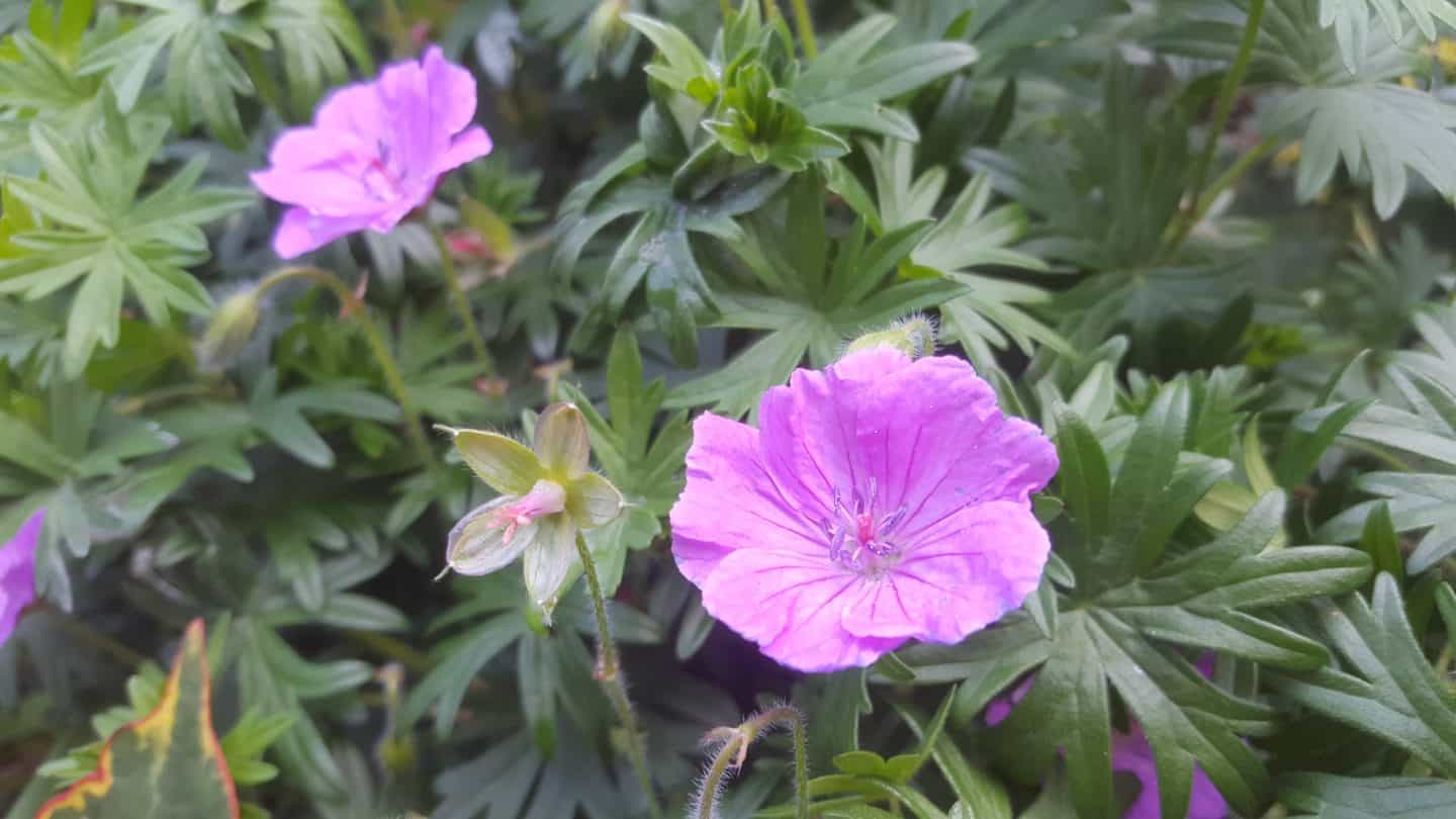 June in my garden june-in-my-garden - geranium