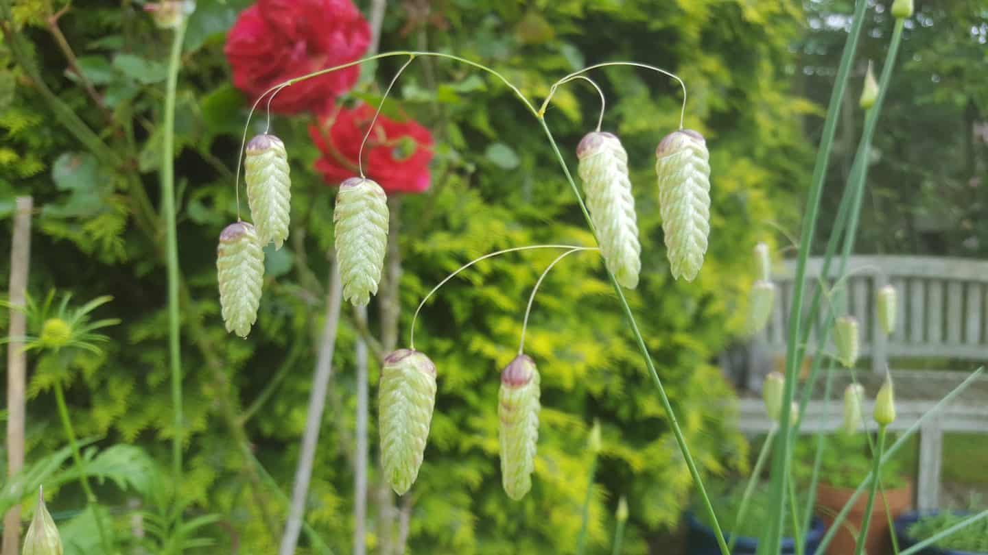 June in my garden june-in-my-garden - briza maximus grass