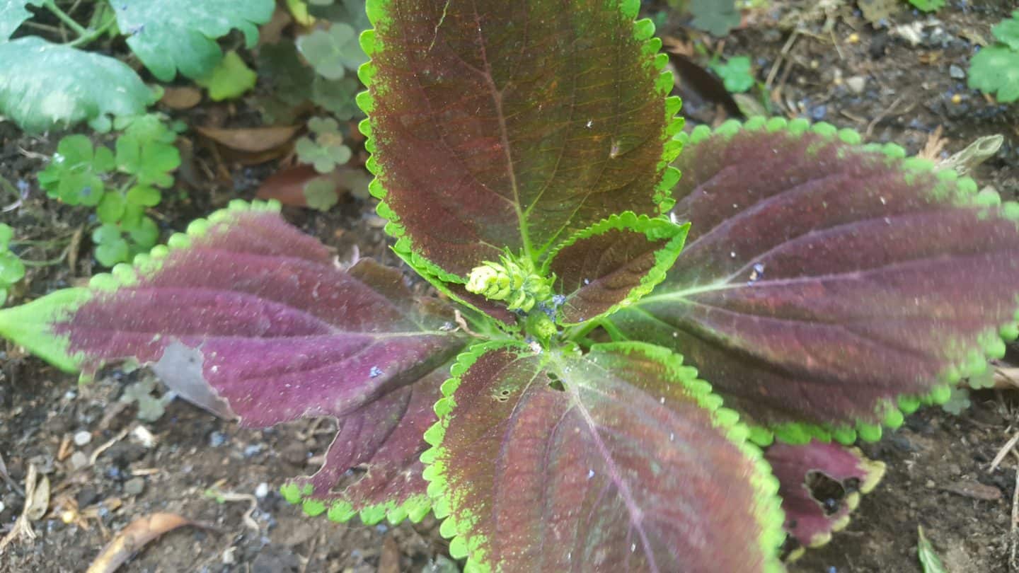 June in my garden june-in-my-garden - coleus