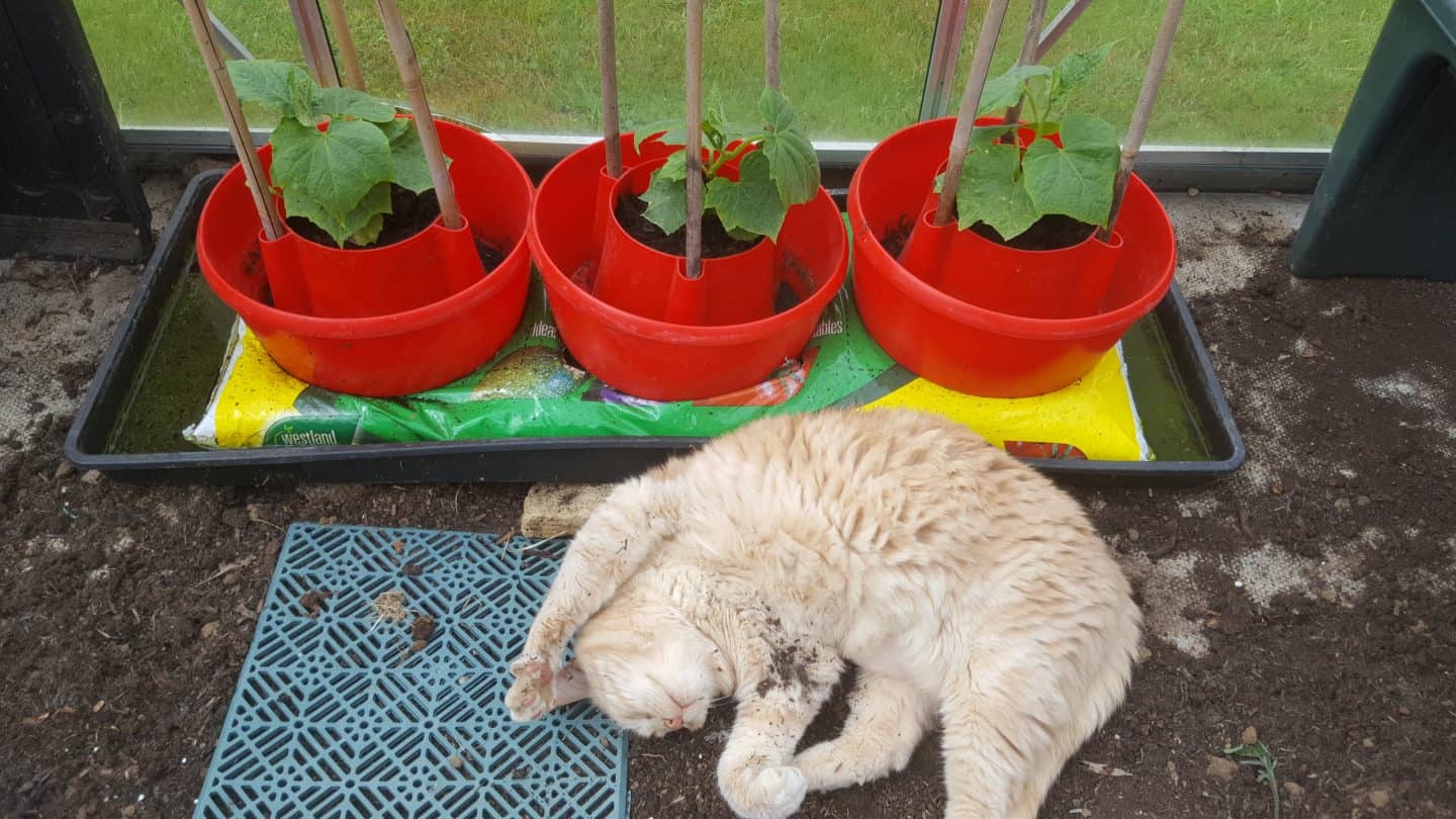 June in my garden june-in-my-garden - cucumber plants