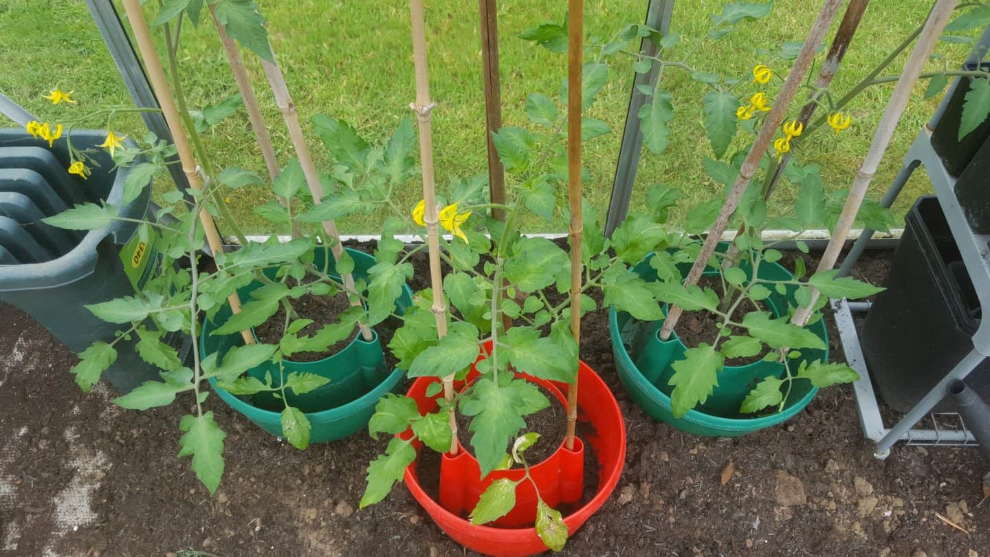 June in my garden june-in-my-garden - tomato plants