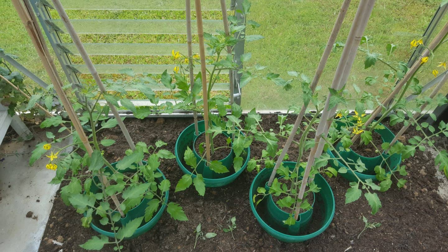 June in my garden june-in-my-garden - tomato plants
