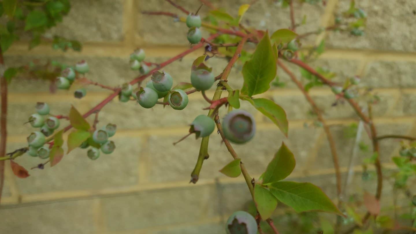 June in my garden june-in-my-garden - blueberries