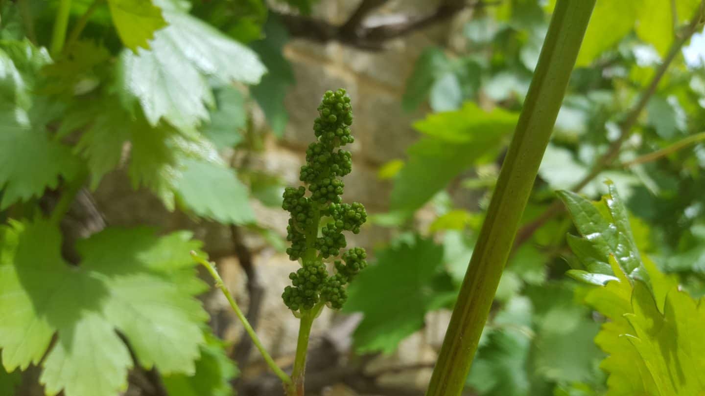June in my garden june-in-my-garden - grapes