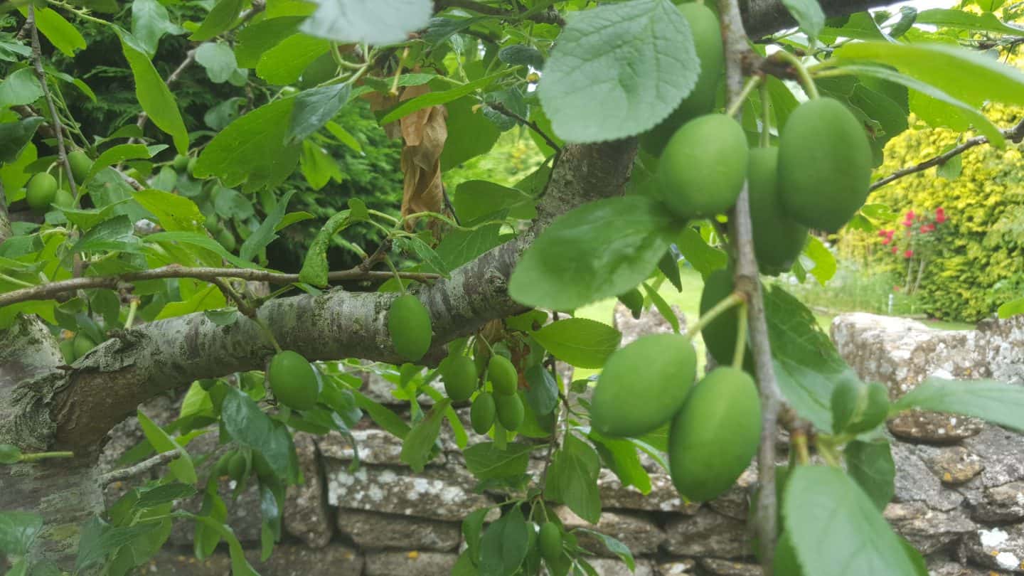 June in my garden june-in-my-garden - plums