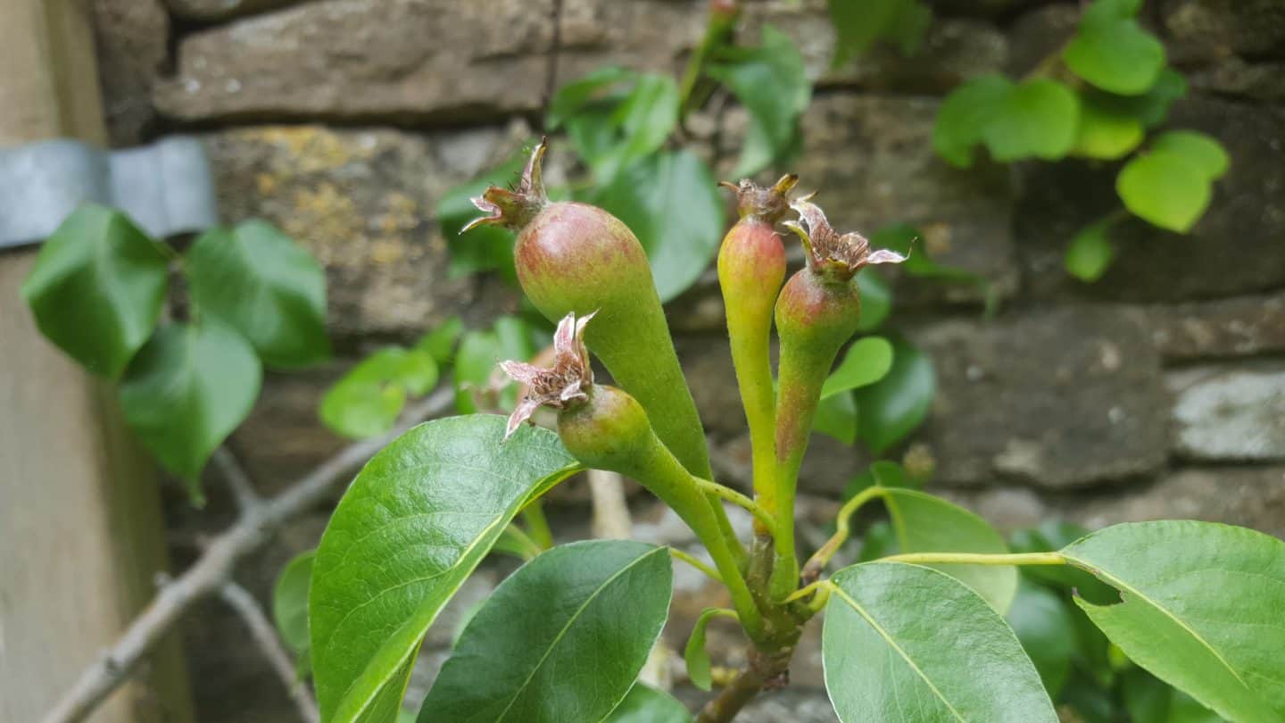 June in my garden june-in-my-garden - pears