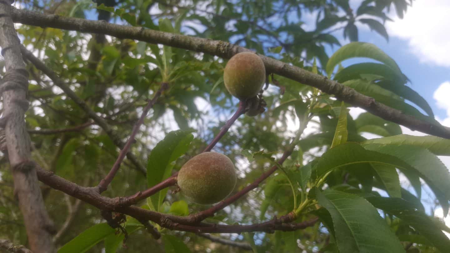 June in my garden june-in-my-garden - peaches