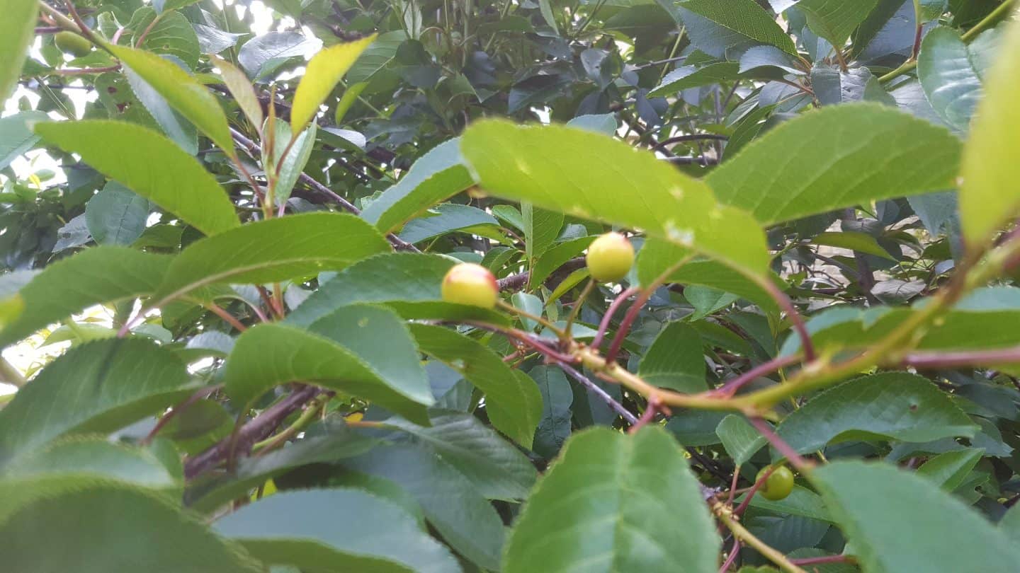 June in my garden june-in-my-garden - cherries